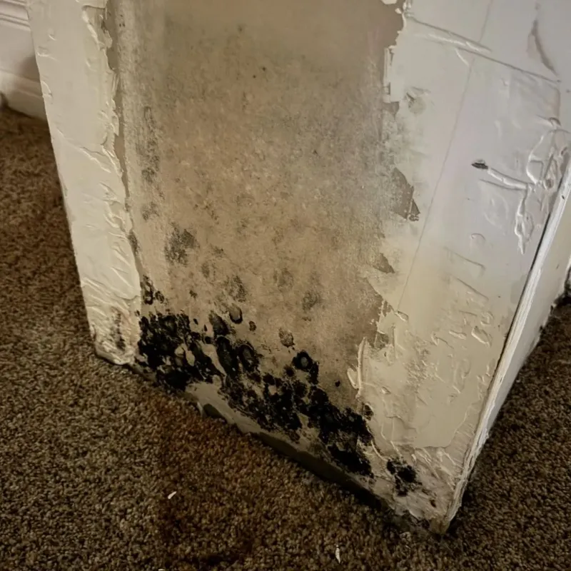 Professional Mold Removal in East Brainerd, TN